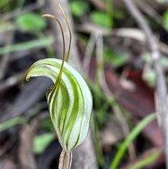 Pterostylis striata at Cowra, NSW - 17 Jul 2024