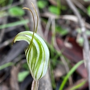 Pterostylis striata at Cowra, NSW - suppressed