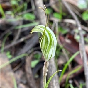 Pterostylis striata at Cowra, NSW - 17 Jul 2024