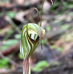 Pterostylis striata at Cowra, NSW - suppressed