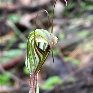 Pterostylis striata at Cowra, NSW - 17 Jul 2024