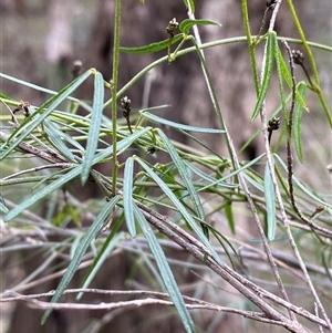 Glycine clandestina at Cowra, NSW - 17 Jul 2024