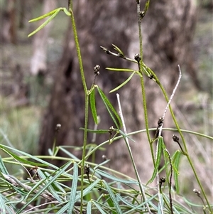 Glycine clandestina at Cowra, NSW - 17 Jul 2024