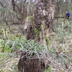 Glycine clandestina at Cowra, NSW - 17 Jul 2024