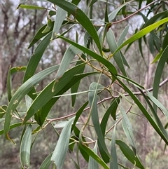 Acacia implexa (Hickory Wattle, Lightwood) at Cowra, NSW - 17 Jul 2024 by Tapirlord