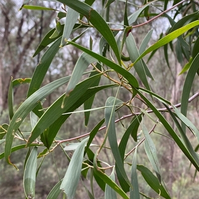 Acacia implexa (Hickory Wattle, Lightwood) at Cowra, NSW - 17 Jul 2024 by Tapirlord