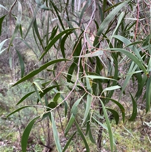 Acacia implexa at Cowra, NSW - 17 Jul 2024