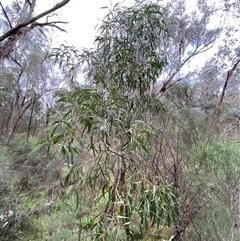 Acacia implexa at Cowra, NSW - 17 Jul 2024