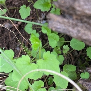 Scutellaria humilis at Cowra, NSW - 17 Jul 2024 10:53 AM