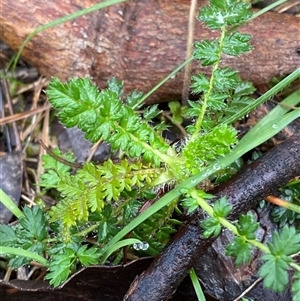 Acaena echinata at Cowra, NSW - 17 Jul 2024