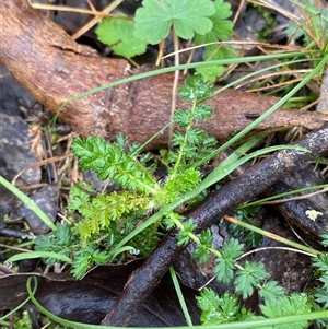 Acaena echinata at Cowra, NSW - 17 Jul 2024