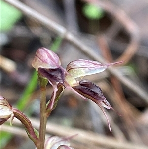 Acianthus collinus at Cowra, NSW - suppressed