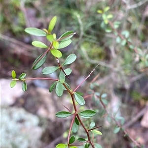 Bursaria spinosa at Cowra, NSW - 17 Jul 2024