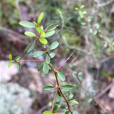 Bursaria spinosa (Native Blackthorn, Sweet Bursaria) at Cowra, NSW - 17 Jul 2024 by Tapirlord