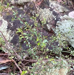 Bursaria spinosa at Cowra, NSW - 17 Jul 2024