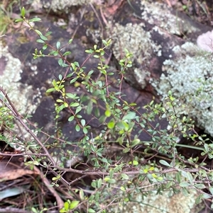 Bursaria spinosa at Cowra, NSW - 17 Jul 2024