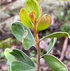 Persoonia sericea (Silky Geebung) at Cowra, NSW - 17 Jul 2024 by Tapirlord