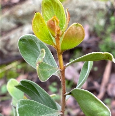 Persoonia sericea (Silky Geebung) at Cowra, NSW - 17 Jul 2024 by Tapirlord