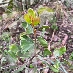 Persoonia sericea at Cowra, NSW - 17 Jul 2024 10:46 AM