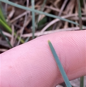 Lomandra filiformis at Cowra, NSW - 17 Jul 2024