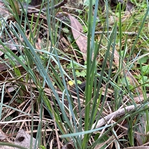 Lomandra filiformis at Cowra, NSW - 17 Jul 2024 10:45 AM