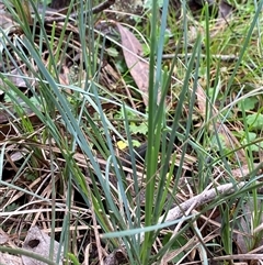 Lomandra filiformis at Cowra, NSW - 17 Jul 2024 10:45 AM