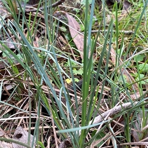 Lomandra filiformis at Cowra, NSW - 17 Jul 2024 10:45 AM