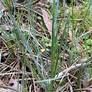 Lomandra filiformis at Cowra, NSW - 17 Jul 2024