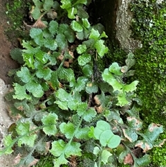 Pleurosorus rutifolius (Blanket Fern) at Cowra, NSW - 17 Jul 2024 by Tapirlord