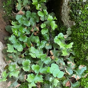 Asplenium subglandulosum at Cowra, NSW - 17 Jul 2024