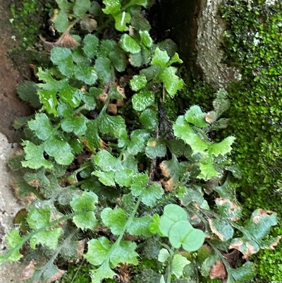 Pleurosorus rutifolius (Blanket Fern) at Cowra, NSW - 17 Jul 2024 by Tapirlord