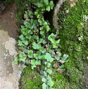 Asplenium subglandulosum at Cowra, NSW - 17 Jul 2024