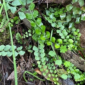 Asplenium flabellifolium at Cowra, NSW - 17 Jul 2024