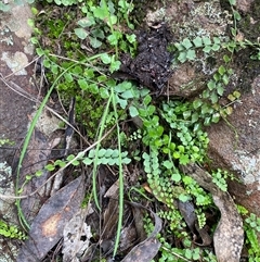 Asplenium flabellifolium at Cowra, NSW - 17 Jul 2024 10:44 AM