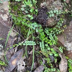 Asplenium flabellifolium at Cowra, NSW - 17 Jul 2024