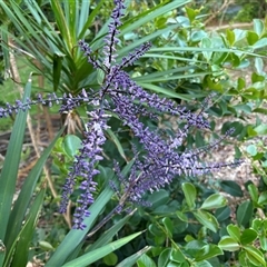 Unidentified Lily or Iris at Port Macquarie, NSW - 14 Oct 2024 by Aland154