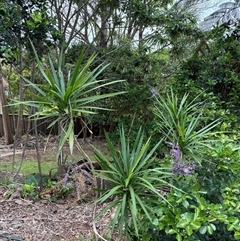 Cordyline stricta at Port Macquarie, NSW - suppressed