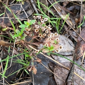 Pomax umbellata at Cowra, NSW - 17 Jul 2024 10:41 AM