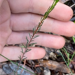 Dillwynia sericea at Cowra, NSW - 17 Jul 2024