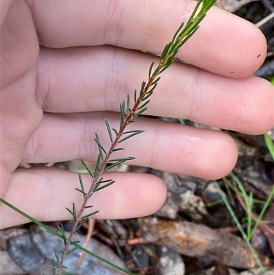 Dillwynia sericea (Egg And Bacon Peas) at Cowra, NSW - 17 Jul 2024 by Tapirlord