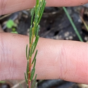 Dillwynia sericea at Cowra, NSW - 17 Jul 2024 10:41 AM