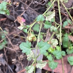 Veronica plebeia (Trailing Speedwell, Creeping Speedwell) at Cowra, NSW - 17 Jul 2024 by Tapirlord