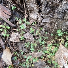 Veronica plebeia at Cowra, NSW - 17 Jul 2024 10:37 AM