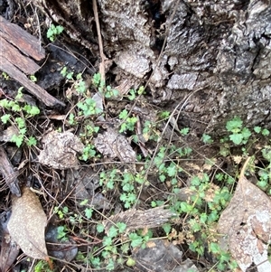 Veronica plebeia at Cowra, NSW - 17 Jul 2024