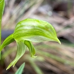 Pterostylis stenosepala (Narrow-Sepalled Greenhood) at Cowra, NSW - 17 Jul 2024 by Tapirlord