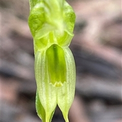 Pterostylis stenosepala at Cowra, NSW - 17 Jul 2024