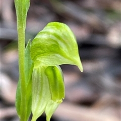 Pterostylis stenosepala at Cowra, NSW - suppressed