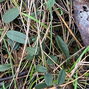 Hovea heterophylla (Common Hovea) at Cowra, NSW by Tapirlord