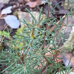 Gompholobium huegelii (pale wedge–pea) at Cowra, NSW - 17 Jul 2024 by Tapirlord