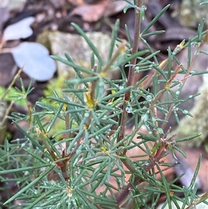 Gompholobium huegelii (Pale Wedge Pea) at Cowra, NSW by Tapirlord